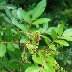 Italian Honey Bee, Apis Mellifera, Collecting pollen and nectar on Brazilian prepper tree, Schinus terebinthifolius