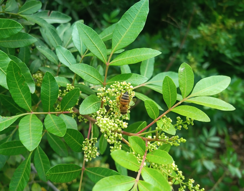 Italian Honey Bee, Apis Mellifera, Collecting pollen and nectar on Brazilian prepper tree, Schinus terebinthifolius