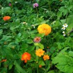 burpee wildflower blend of zinnas and forget-me-nots