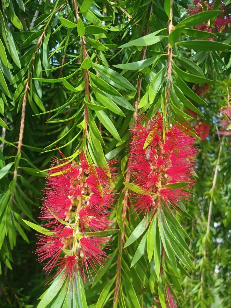 Florida Bottle brush tree, a red brush like flower.
