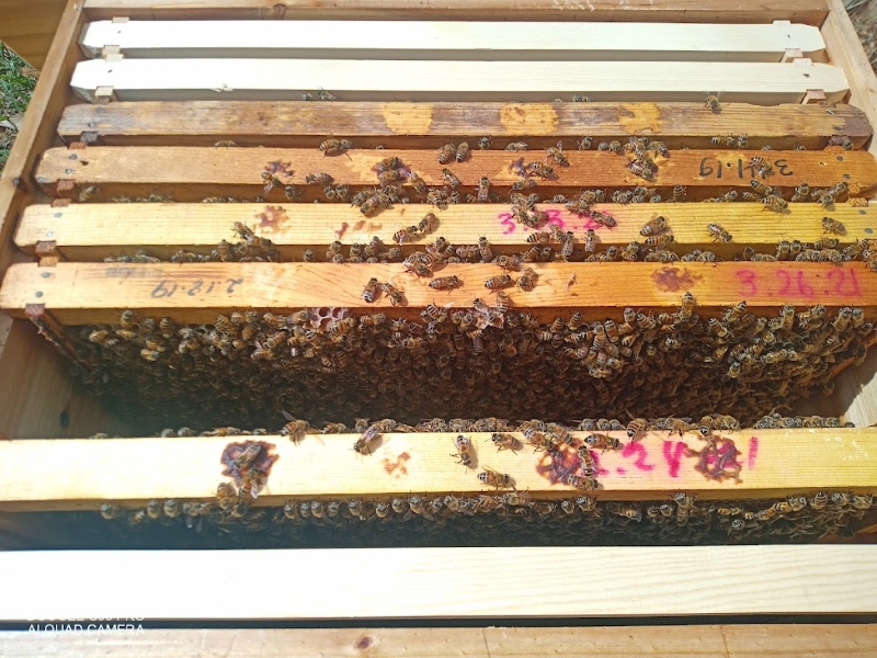 10 frame bee colony opened for inspection with many bees fanning their wings.