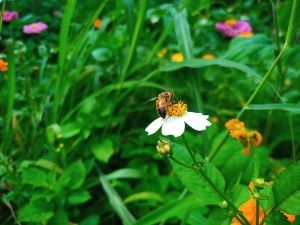 honey bee on bidens alba collecting pollen and nectar