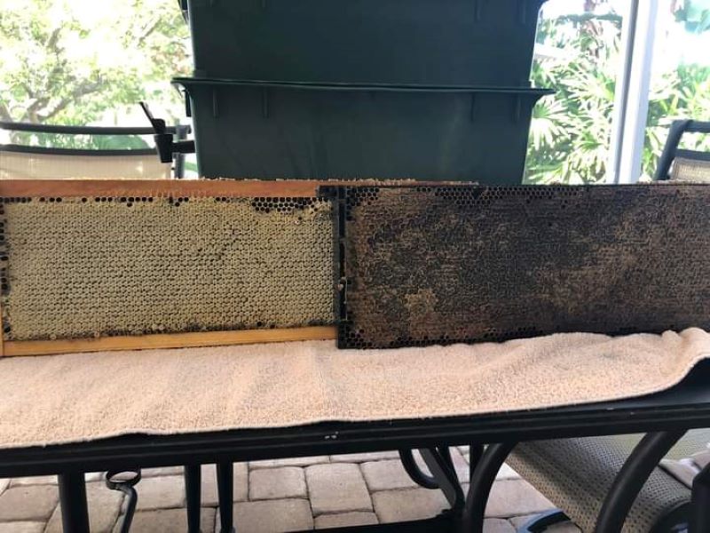 two frames of honey are standing up on a table. One has darker cappings, the other is lighter capped wax.