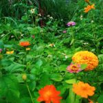field of pollinator friendly flowers