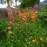 pollinator friendly garden with Mexican sunflowers and bidens alba