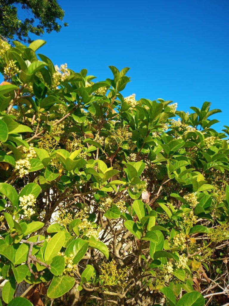 sweet vibrium hedge bush blooming