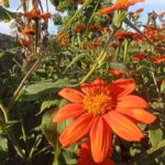 mexican sun flower planted in a florida garden