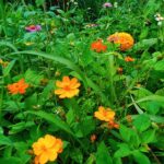 beautiful field of flowers